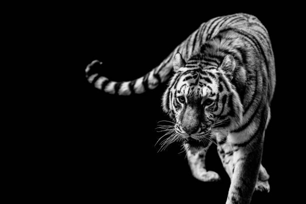 istock a tiger portrait in black and white 938977468