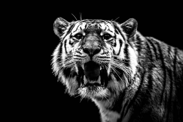 istock a tiger portrait in black and white 938977470