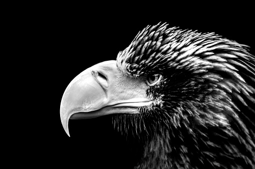 sea eagle portrait in black and white