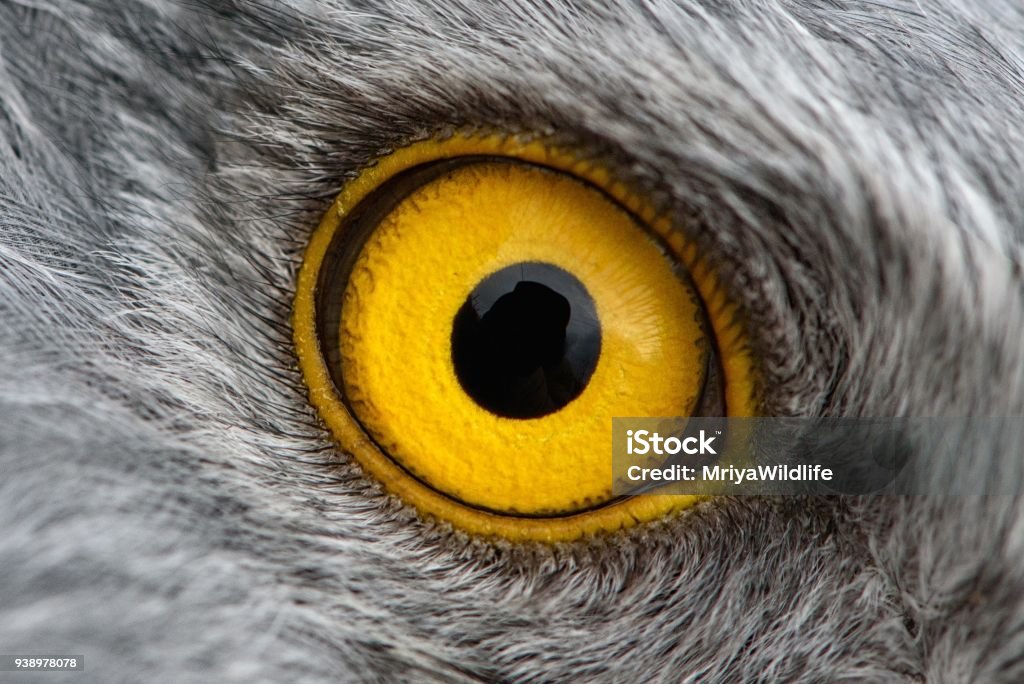 photo de macro close-up, Eagle eye, œil de la mâle de Busard - Photo de Oeil libre de droits