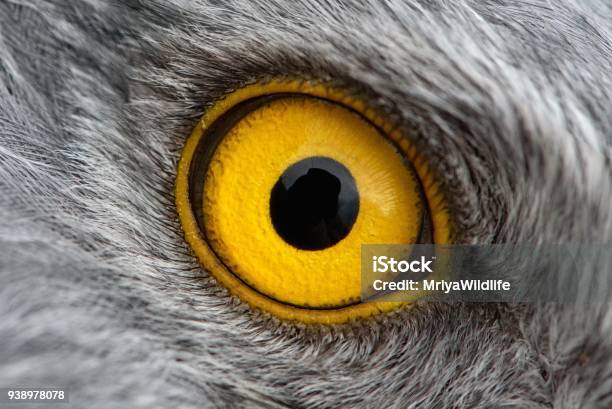 Photo libre de droit de Photo De Macro Closeup Eagle Eye Œil De La Mâle De Busard banque d'images et plus d'images libres de droit de Oeil