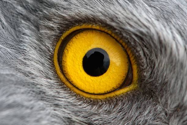 foto de macro close-up, eagle eye, olho do macho northern harrier - gavião pássaro - fotografias e filmes do acervo