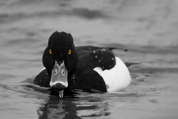 istock Tufted duck, Aythya fuligula, single male on water, 938978088