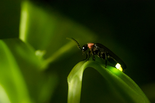 The glimmer of a firefly