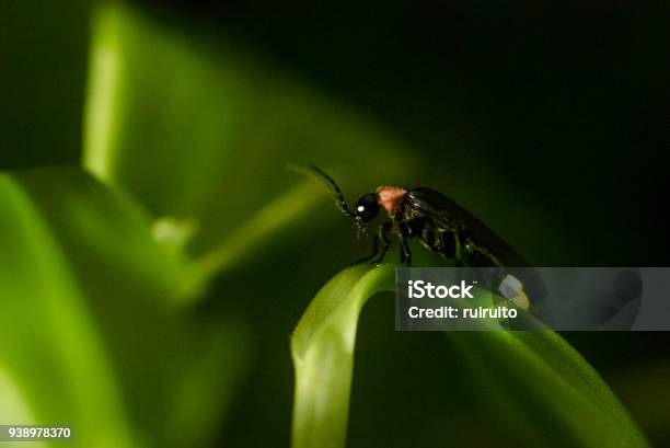 Firefly Stock Photo - Download Image Now - Firefly, Glowworm, Insect