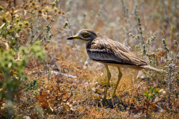 eurazjatyckiej kukuł (burhinus oedicnemus) na pięknym tle - stone curlew zdjęcia i obrazy z banku zdjęć