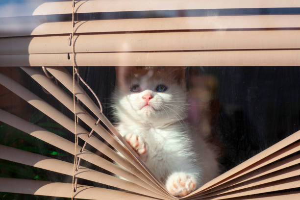 istock small white kitten in the blinds on the window 938981234