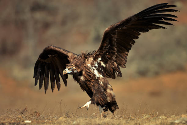 istock Cinereous vulture with open wings 938981272