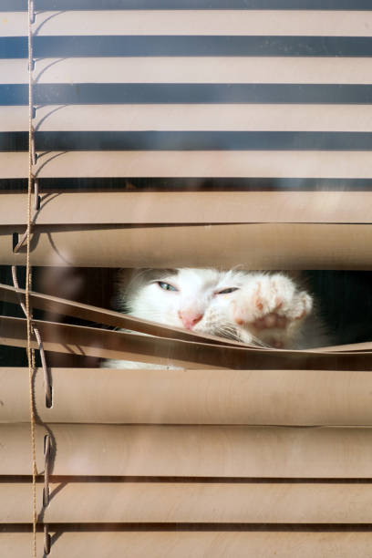 istock small white kitten in the blinds on the window 938981312