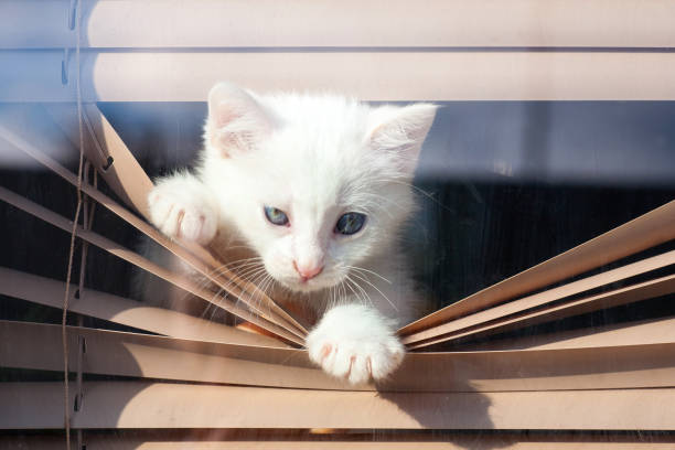 istock small white kitten in the blinds on the window 938981462
