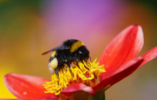 ape bumble su dahlia - insect animal eye flower flower head foto e immagini stock