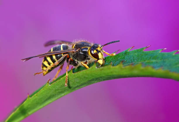 hornet - insect animal eye flower flower head foto e immagini stock