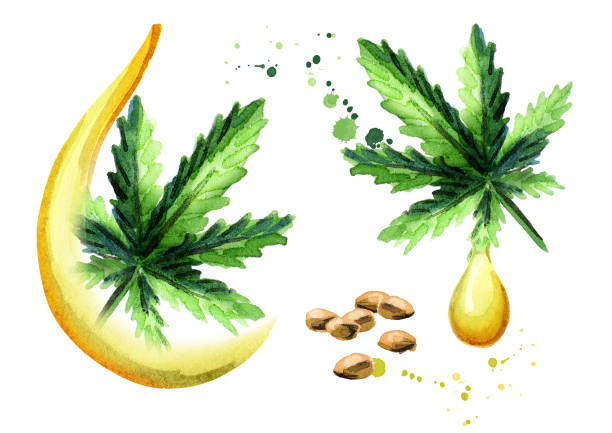 stockillustraties, clipart, cartoons en iconen met hennep olie set - marihuana gedroogde cannabis