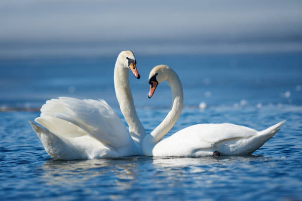 istock Romantic two swans, symbol of love 938985492