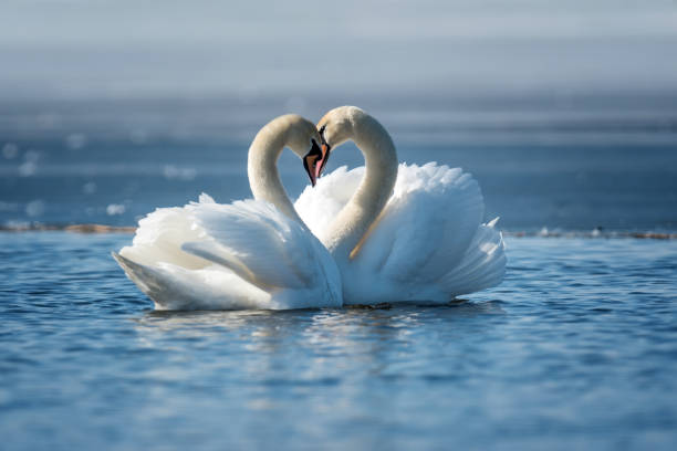 istock Romantic two swans, symbol of love 938985530