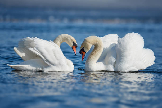 istock Romantic two swans, symbol of love 938985580
