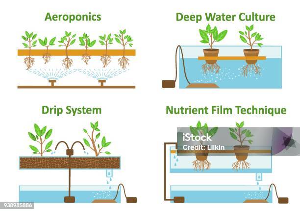 Hydroponic And Aeroponic Growth Systems Stock Illustration - Download Image Now - Hydroponics, Water, Cultures
