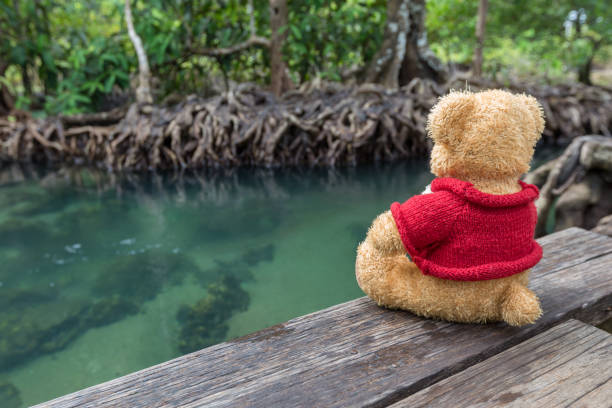 Teddy bear sitting on a bridge near the natural canal. The clear green stream flows through the mangrove forest root. oso de peluche sentado en un puente cerca del canal natural. el flujo verde claro fluye a través de la raíz del bosque de manglar. «nin el medio de la naturaleza sombría y hermosa. nam tha pom klong canción hermoso y famoso destino turístico en krabi, tailandia.