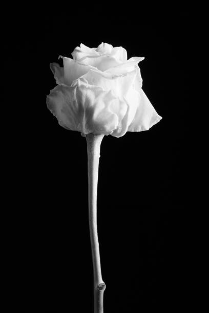 istock Beautiful creative shot of a rose in black and white 938986186
