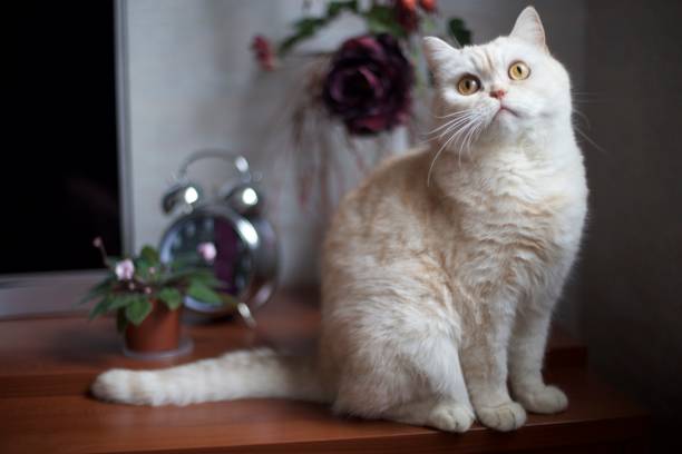 gatto bianco british shorthair con occhi gialli seduti sul tavolo allarme sfondo all'interno di casa - brindled foto e immagini stock