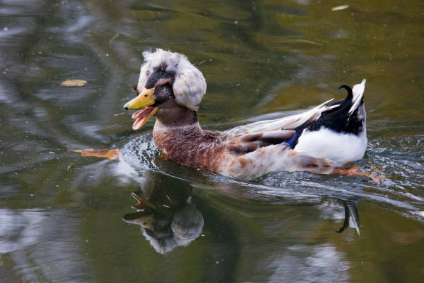 The mallard is a dabbling duck that breeds throughout the temperate and subtropical Americas, Eurasia, and North Africa, and has been introduced to New Zealand.