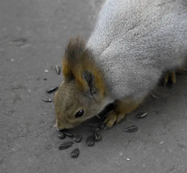 Closeup of Funny Cute grey and red squirrel eating sunflower seeds (Sciurus vulgaris, rodent). Curious squirrel with big ears and beautiful ash wool in the park