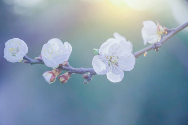 flowers in the meadow