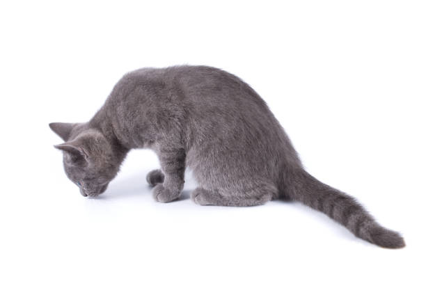 istock Beautiful small blue cat sniffes the ground is isolated on a white background 938994946