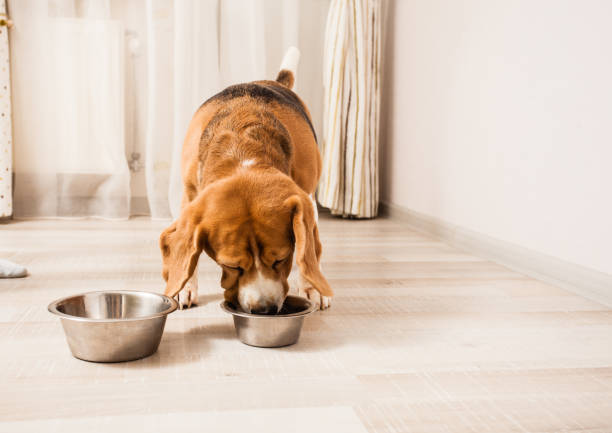 istock the dog is eating 938995360
