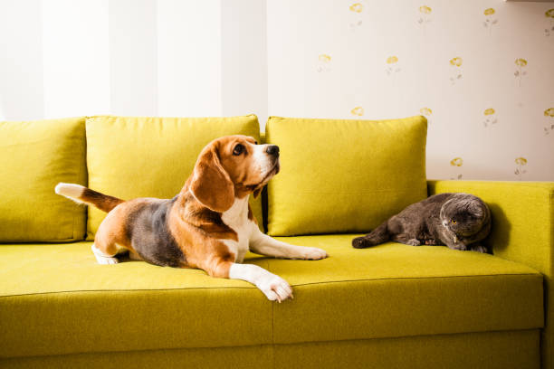 istock happy pets are relaxing at home 938995454