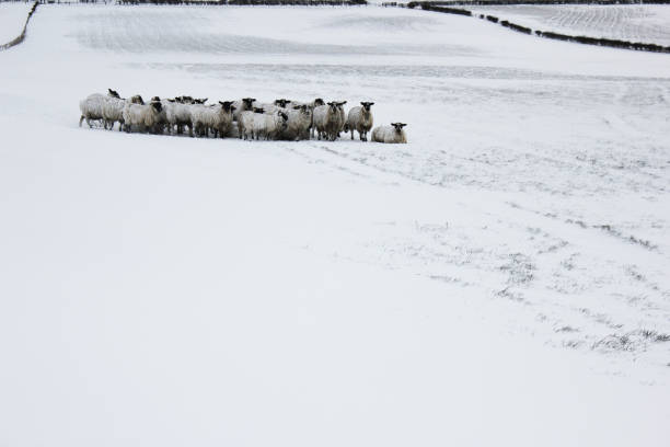 istock Flock of Sheep in Snowy Field 939005760