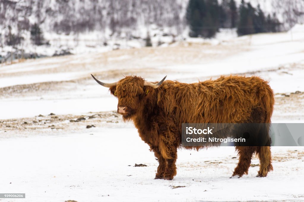 Winter Cattle in Lofoten A cattle out of wild in winter landscape of Lofoten, Norway Animal Stock Photo