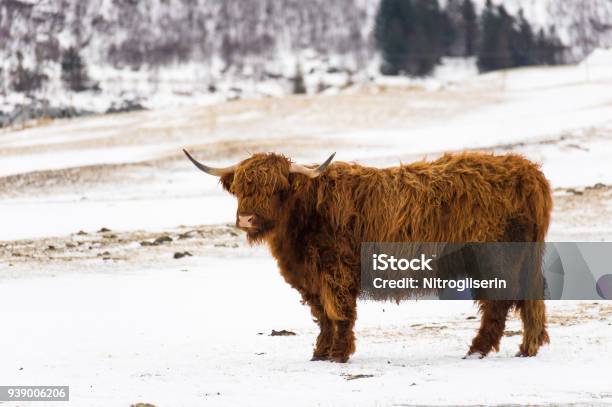 Winter Cattle In Lofoten Stock Photo - Download Image Now - Animal, Animal Wildlife, Animals In The Wild