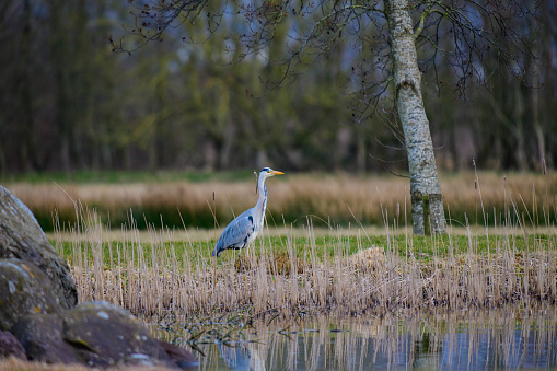 Grey heron in reeds by the side of a pond