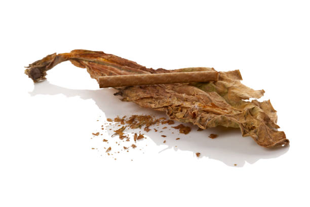 istock Dried leaf of tobacco with cigarette. 939013140