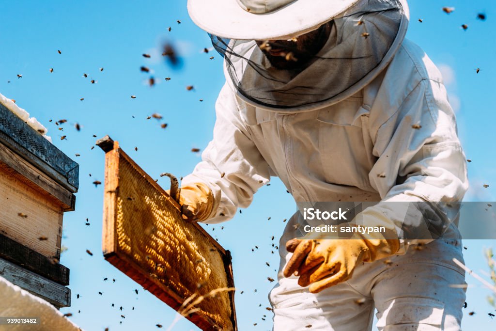 Beekeeper working collect honey. Beekeeper working collect honey. Beekeeping concept. Beekeeper Stock Photo