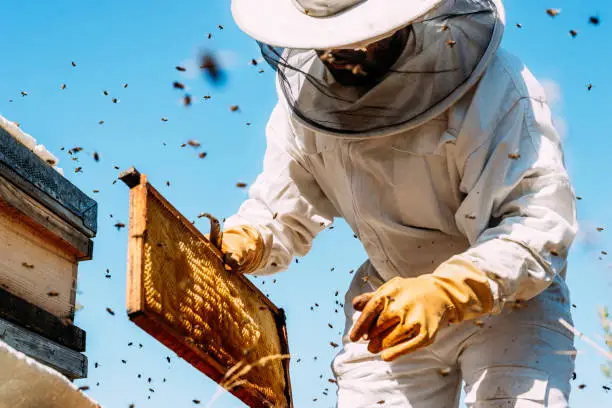 Photo of Beekeeper working collect honey.