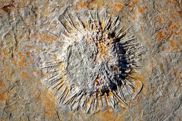 istock Sea urchin in Praia Jurassica 939013774