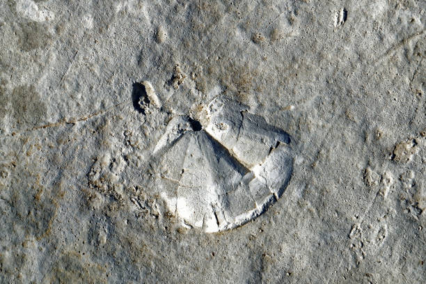 istock A fossil in Praia Jurassica 939013776