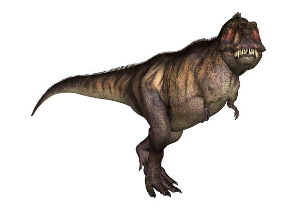 istock 3D illustration dinosaur Tyrannosaurus on white 939014130