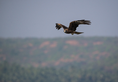 Black Kite hunting for fish in the sea