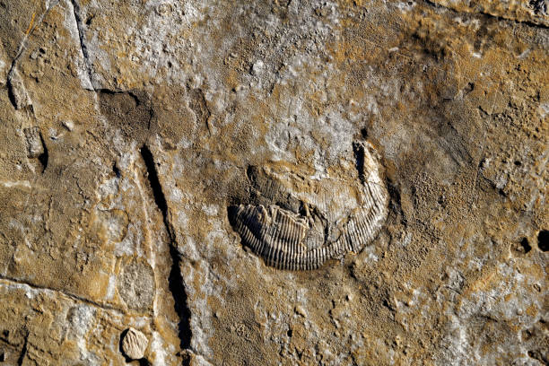 istock Trilobite in Praia Jurassica 939014322