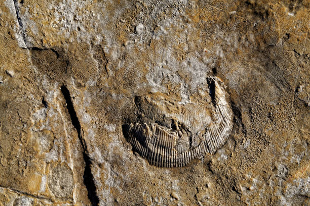 istock Trilobite in Praia Jurassica 939014380
