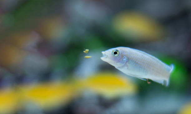 istock snow white cichlid fish in aquarium when fed 939016712