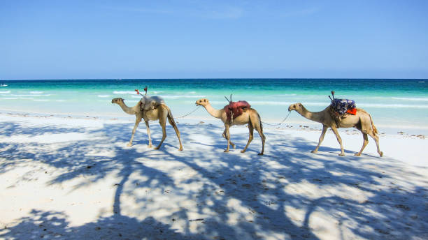 istock camels at the beach in Kenia 939016728