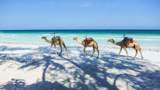 camels at the beach in Kenia with crystal clear water
