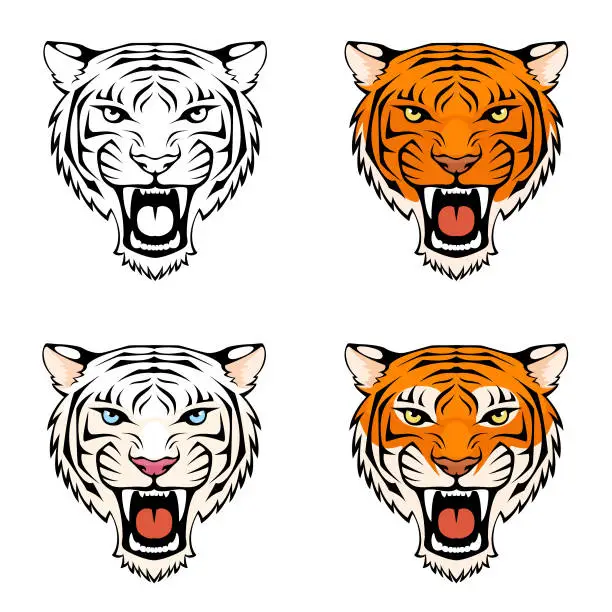 Vector illustration of line illustration of a roaring tiger head in various color combinations