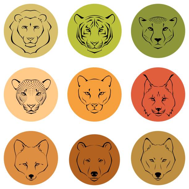 set of simple line illustrations showing different facial features of wild animals EPS10 vector file czech lion stock illustrations