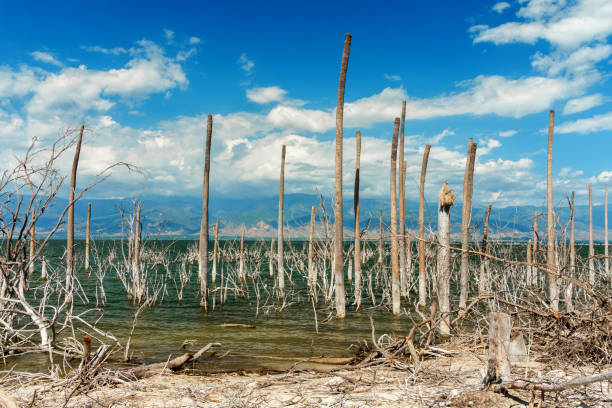 salt lake, the trunks of the trees without leaves in the water, Lake Enriquillo stock photo