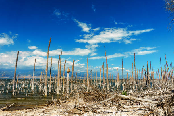 salt lake, the trunks of the trees without leaves in the water, Lake Enriquillo stock photo